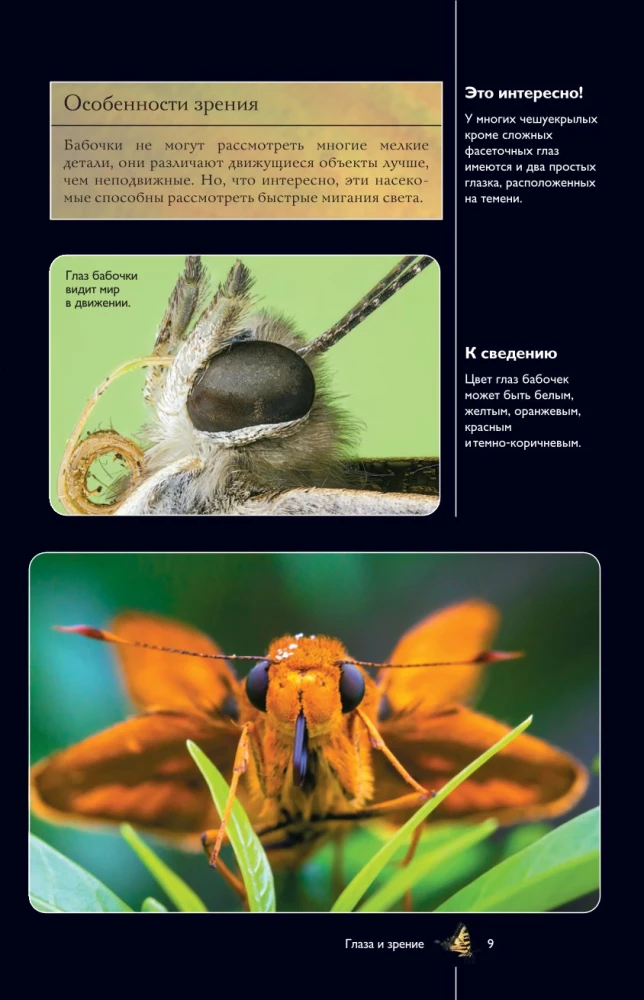Butterflies. An Illustrated Guide
